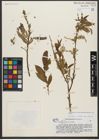 Foto von Salix triandra subsp. bornmuelleri (Hausskn.) A. K. Skvortsov